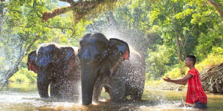 ELEPHANT FOUNDATION OF SWISS EXPAT TO LOSE LICENCE