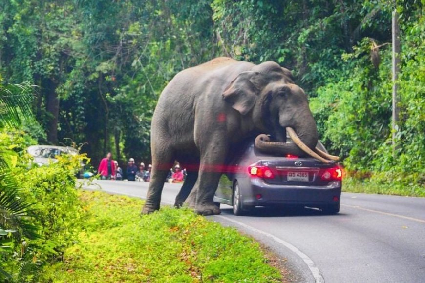 Elephant in the room: Thailand's worrisome pattern of wild attacks.