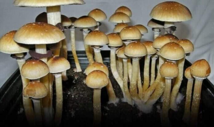 Patong Police Station arrested Russian Possessing Magic Mushrooms