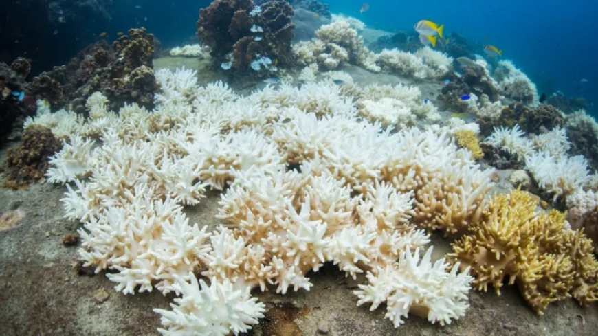 CORAL BLEACHING ‘RAVAGING’ PARTS OF THE ANDAMAN SEA AND GULF OF THAILAND