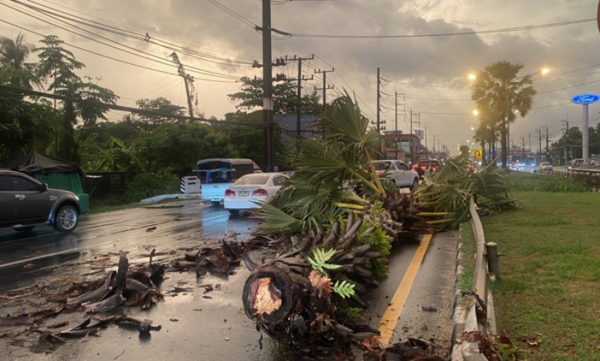 STORM AND HIGH WINDS PUSHES OVER GIANT PALM TREE IN THALANG