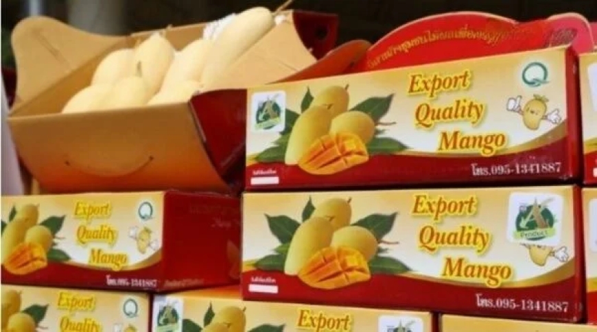 Mango mania: Thailand’s sweet export boom