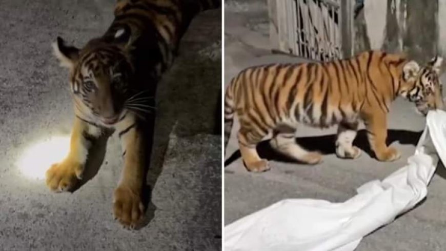 The owner of the tiger cub that escaped onto the streets