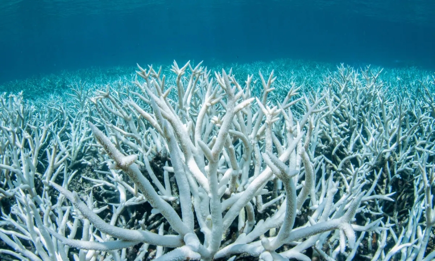 CORAL BLEACHING HAS BECOME ‘CORAL BOILING’ IN THE GULF OF THAILAND