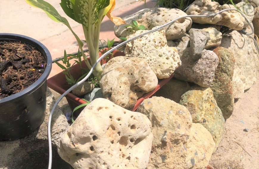 A Russian man who stole more than 50 coral stones was arrested in Phuket
