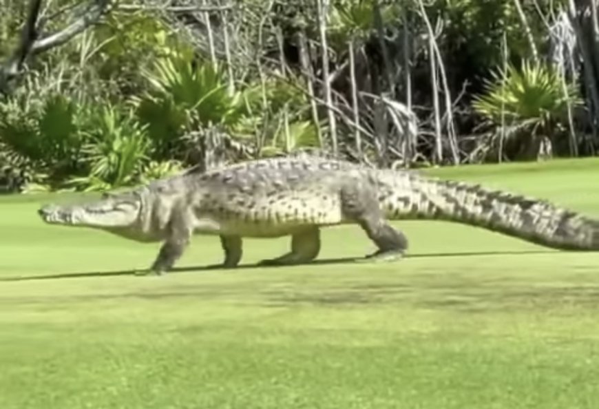 Crocodile Sighting at Mission Hills Golf Course Sparks Immediate Action