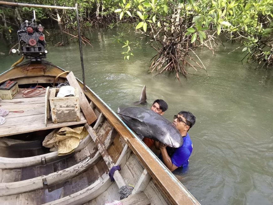 Pygmy killer whales rescued in Phuket mangrove forest